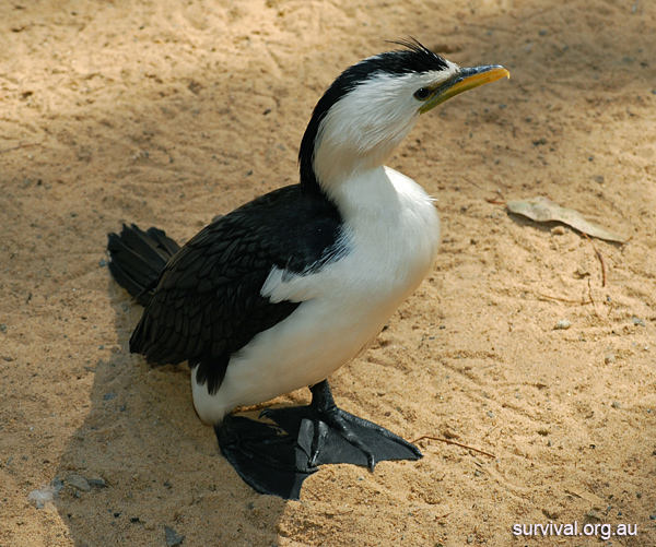Little Pied Cormorant - Phalacrocorax melanoleucos Little Pied Cormorant - Phalacrocorax melanoleucos