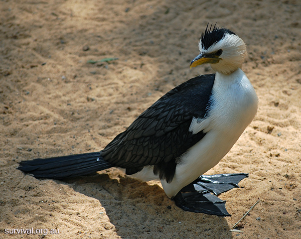 Little Pied Cormorant - Phalacrocorax melanoleucos Little Pied Cormorant - Phalacrocorax melanoleucos