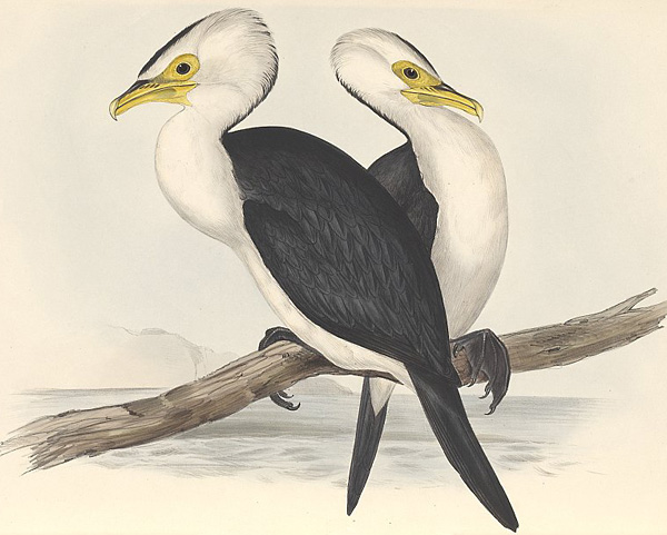 Little Pied Cormorant - Phalacrocorax melanoleucos Little Pied Cormorant - Phalacrocorax melanoleucos