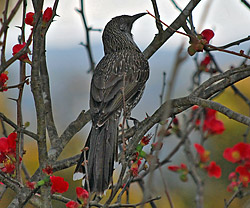 Bird Identification of Australian Birds - Sydney and Blue Mountains Bird Species - Little Wattlebird - Anthochaera chrysoptera