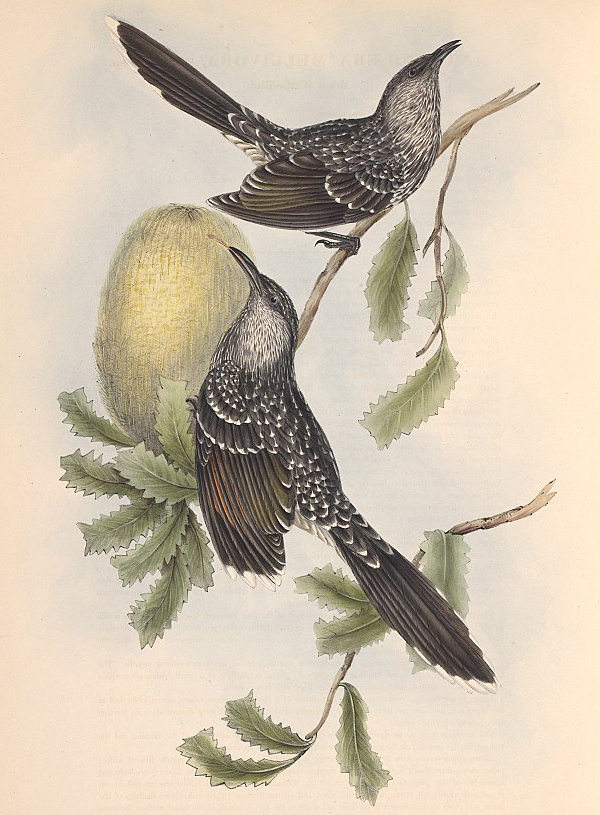 Little Wattlebird - Anthochaera chrysoptera