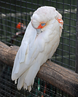 Bird Identification of Australian Birds - Sydney and Blue Mountains Bird Species - Long-billed Corella - Cacatua tenuirostris
