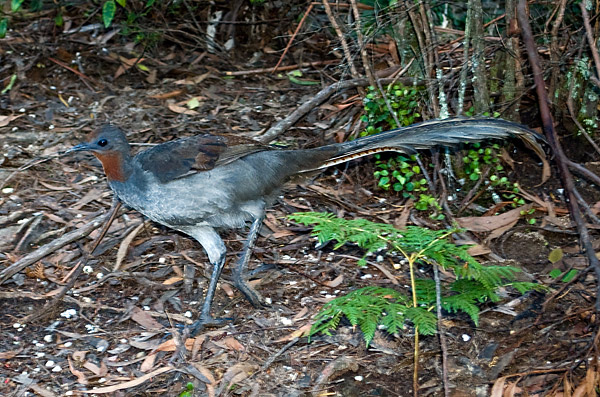 Superb Lyrebird - Menura alberti