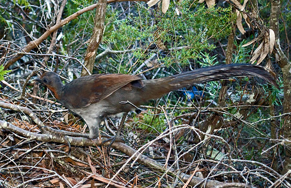 Superb Lyrebird - Menura alberti