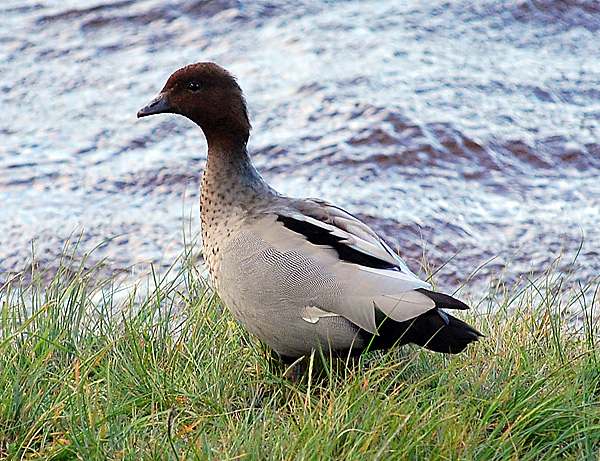 Australian Wood Duck - Maned Duck - Chenonetta jubata