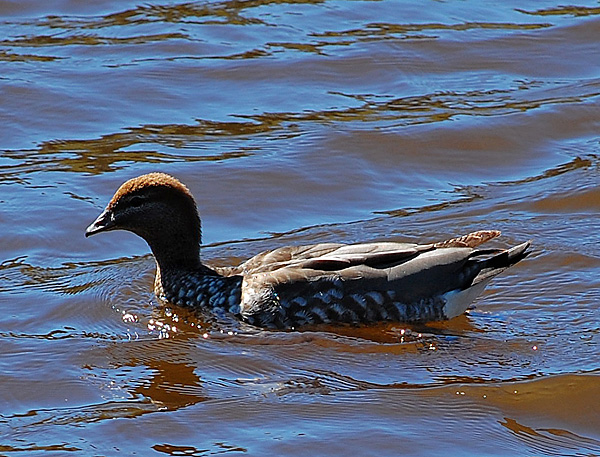Australian Wood Duck - Maned Duck - Chenonetta jubata Australian Wood Duck - Maned Duck - Chenonetta jubata