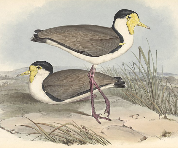Masked Lapwing (Spurwing Plover) - Vanellus miles