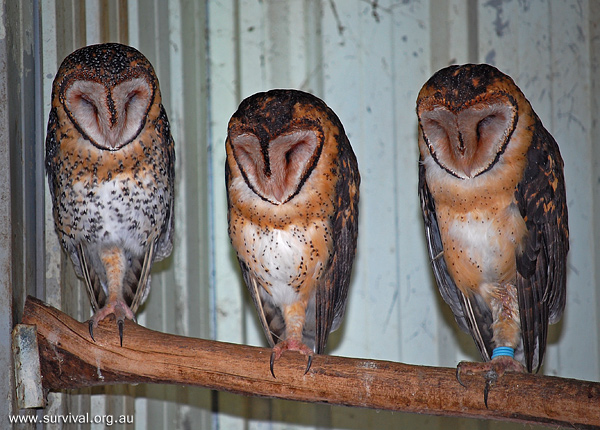 Masked Owl - Tyto novaehollandiae Masked Owl - Tyto novaehollandiae