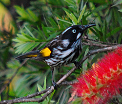 Bird Identification of Australian Birds - Sydney and Blue Mountains Bird Species - New Holland Honeyeater - Phylidonyris novaehollandiae