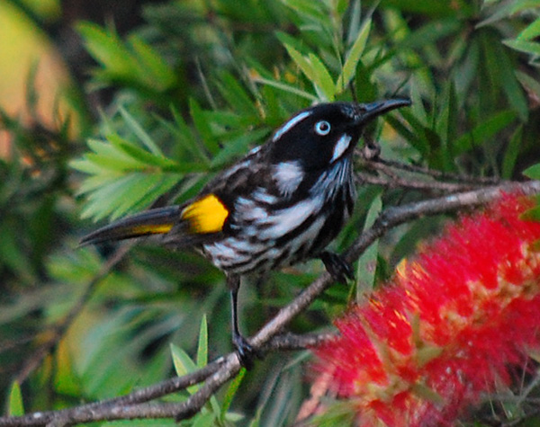 New Holland Honeyeater - Phylidonyris novaehollandiae