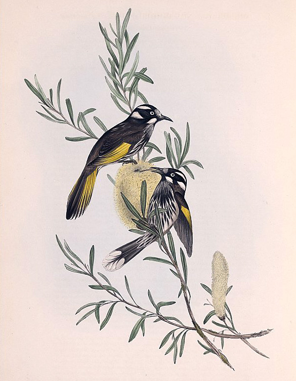 New Holland Honeyeater - Phylidonyris novaehollandiae
