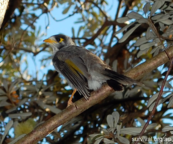 Noisy Miner - Manorina melanocephala