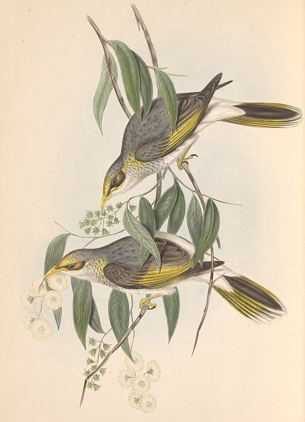 Australian Bird Quiz, Question 10 - Can you identify this bird?