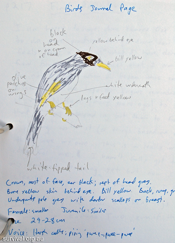 Noisy Miner - Manorina melanocephala