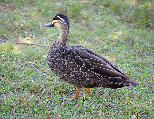 Pacific Black Duck - Anas superciliosa