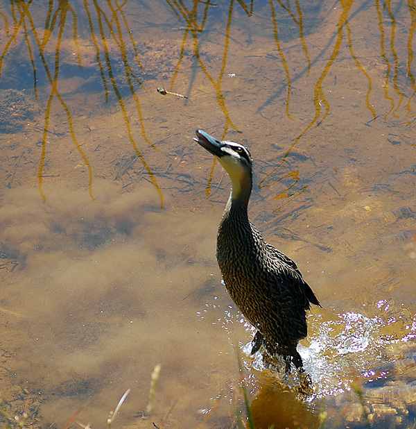 Pacific Black Duck - Anas superciliosa