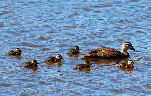 Pacific Black Duck - Anas superciliosa
