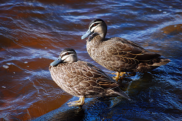 Pacific Black Duck - Anas superciliosa