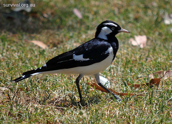 Magpie-lark (Peewee) - Grallina cyanoleuca