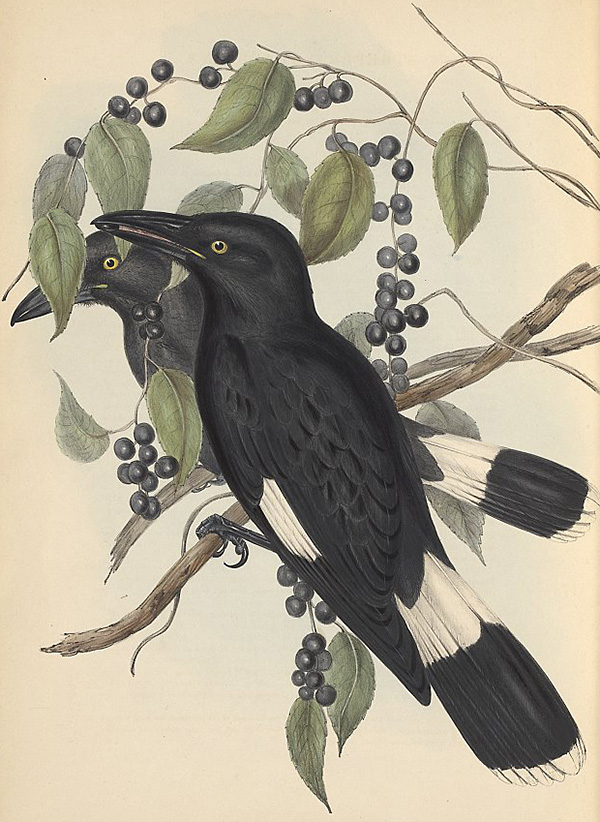 Pied Currawong - Strepera graculina