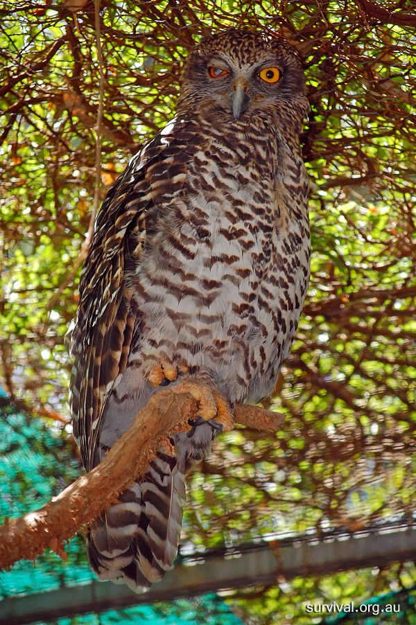 Powerful Owl - Ninox strenua