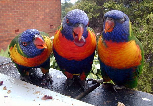 Rainbow Lorikeet - Trichoglossus rubritorquatus