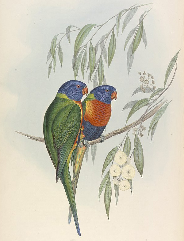 Rainbow Lorikeet - Trichoglossus rubritorquatus