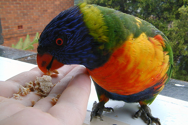 Rainbow Lorikeet - Trichoglossus rubritorquatus