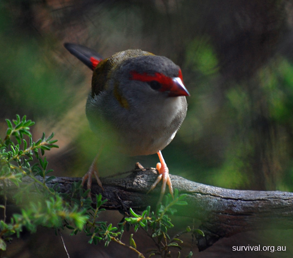 Red-browed Firetail - Red-browed Finch - Neochmia temporalis Red-browed Firetail - Red-browed Finch - Neochmia temporalis