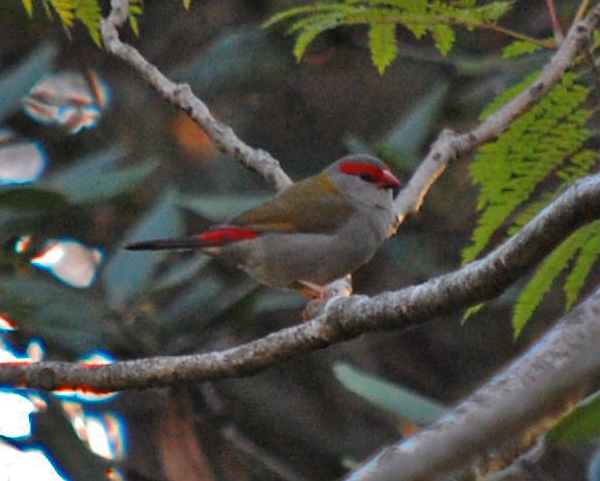 Red-browed Firetail - Red-browed Finch - Neochmia temporalis