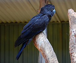 Bird Identification of Australian Birds - Sydney and Blue Mountains Bird Species - Red-Tailed Black-Cockatoo - Calyptorhynchus banksii