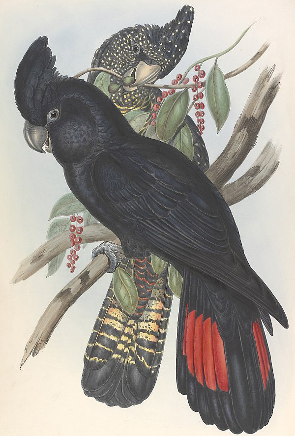 Red-Tailed Black-Cockatoo - Calyptorhynchus banksii