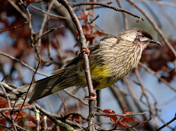 Red Wattlebird - Anthochaera carunculata