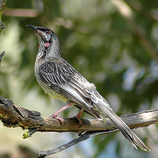 Red Wattlebird - Anthochaera carunculata