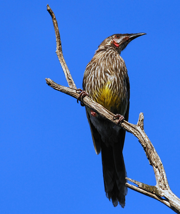 Red Wattlebird - Anthochaera carunculata