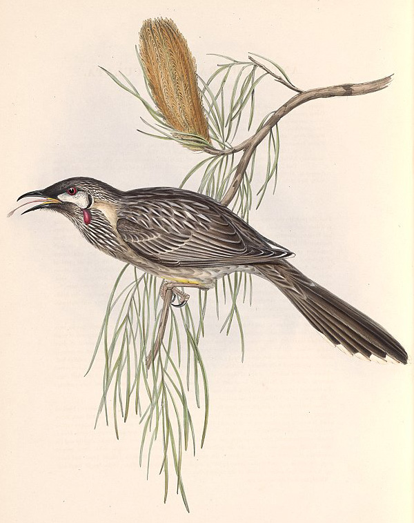 Red Wattlebird - Anthochaera carunculata