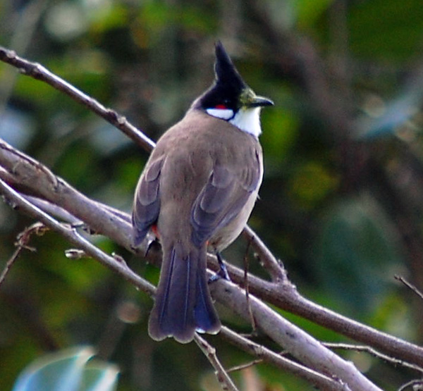 Red-whiskered Bulbul - Pycnonotus jocosus Red-whiskered Bulbul - Pycnonotus jocosus