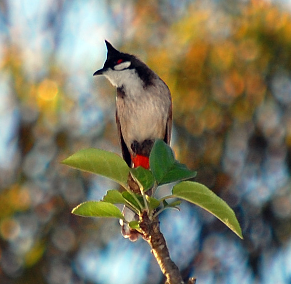 Red-whiskered Bulbul - Pycnonotus jocosus Red-whiskered Bulbul - Pycnonotus jocosus