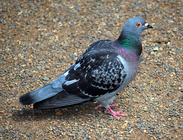 Rock Dove (Feral Pigeon) (Introduced) - Columba livia Rock Dove (Feral Pigeon) (Introduced) - Columba livia