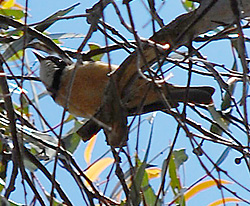 Bird Identification of Australian Birds - Sydney and Blue Mountains Bird Species - Rufous Whistler - Pachycephala rufiventris