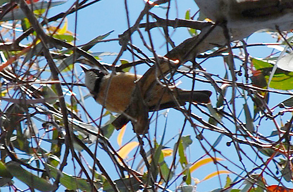 Rufous Whistler - Pachycephala rufiventris