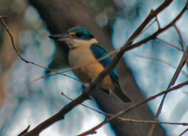 Sacred Kingfisher - Todiramphus sanctus Sacred Kingfisher - Todiramphus sanctus