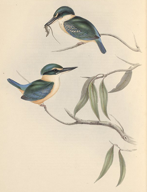 Sacred Kingfisher - Todiramphus sanctus