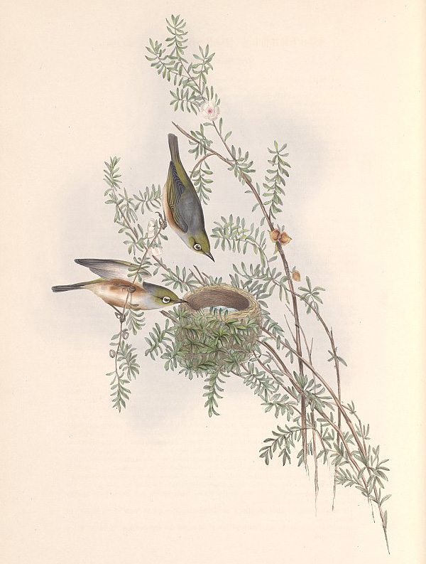 Silvereye - Zosterops lateralis Silvereye - Zosterops lateralis