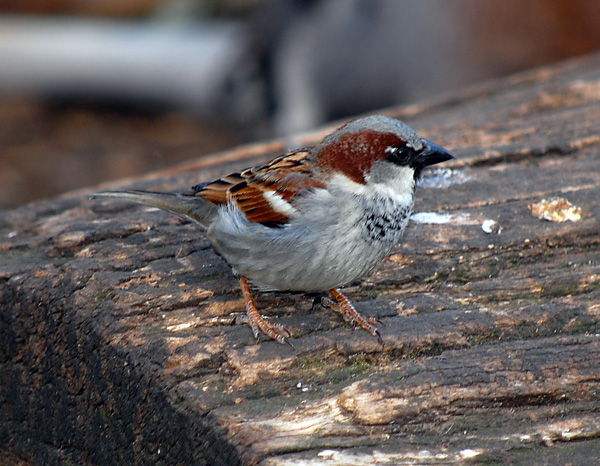 House Sparrow (Introduced) - Passer domesticus