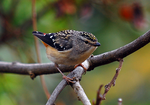 Spotted Pardalote - Pardalotus punctatus
