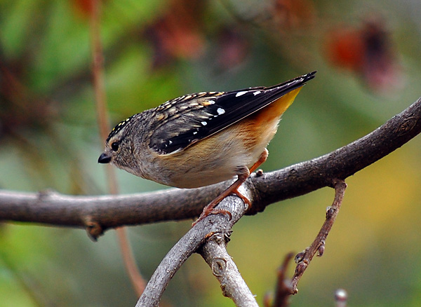 Spotted Pardalote - Pardalotus punctatus