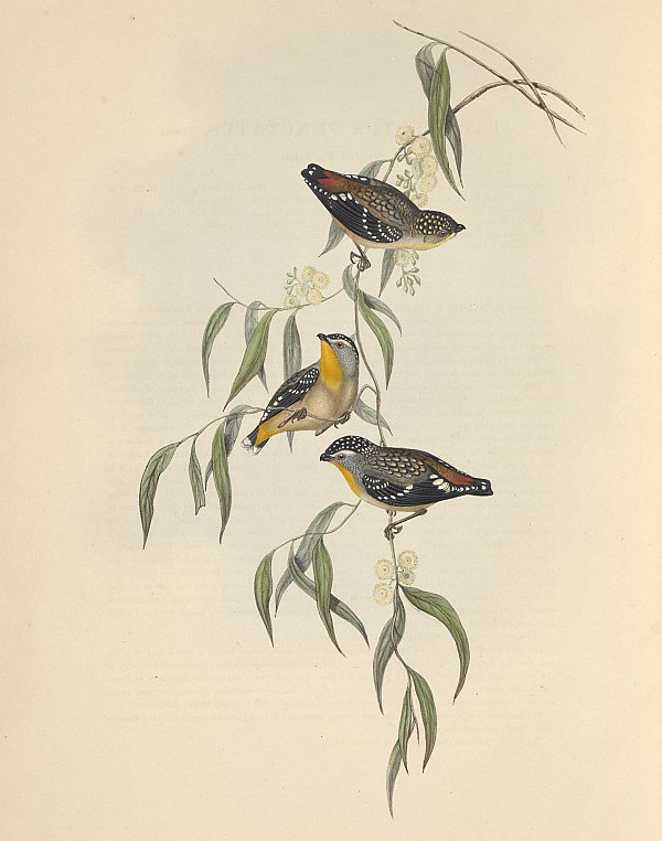 Spotted Pardalote - Pardalotus punctatus