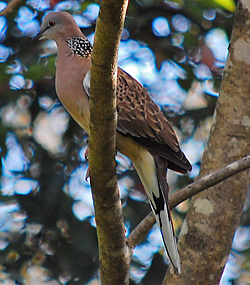 Bird Identification of Australian Birds - Sydney and Blue Mountains Bird Species - Spotted Turtle-Dove - Streptopelia chinensis