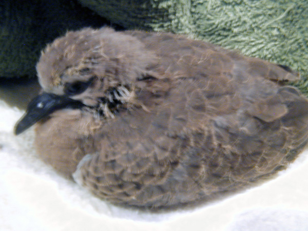 Spotted Turtle-Dove - Streptopelia chinensis